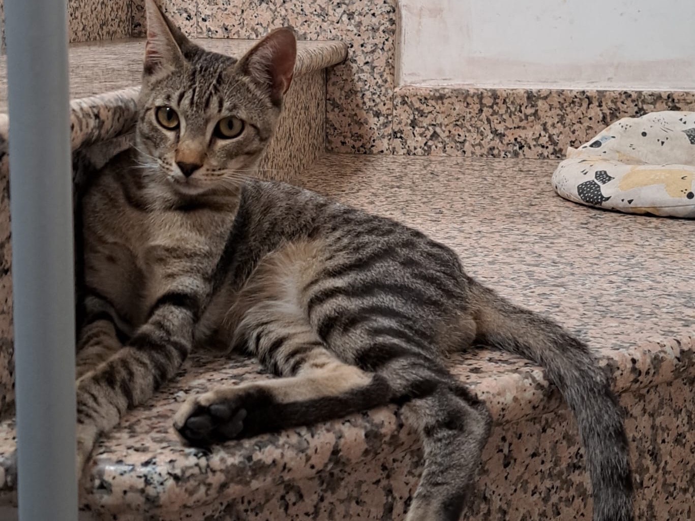 Adotta un gatto, maschio, 8 mesi, Frosinone