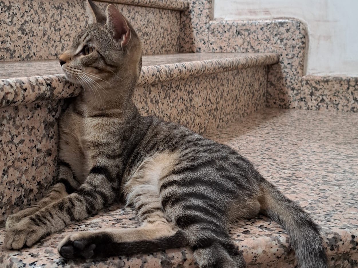 Adotta un gatto, taglia non valida, maschio, Frosinone