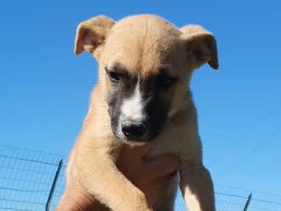 Vuoi adottare un cane a Padova?