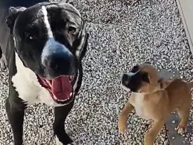 Adotta il cane PRINCE a Padova