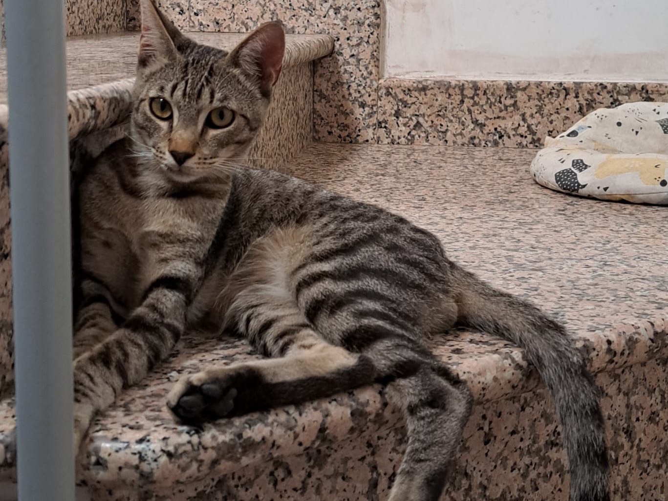 Adotta un gatto, maschio, 8 mesi, Imperia