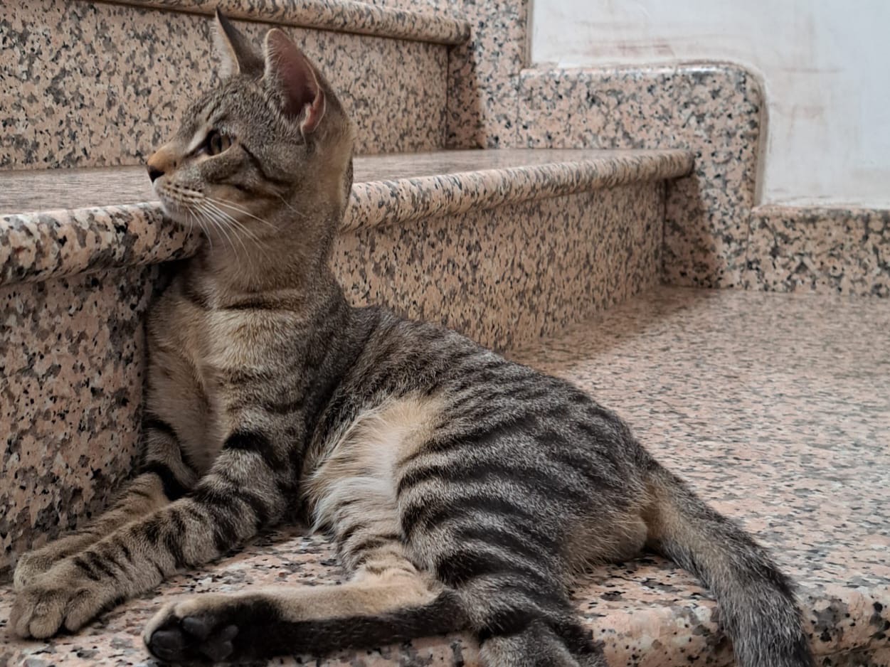 Adotta un gatto, taglia non valida, maschio, Imperia