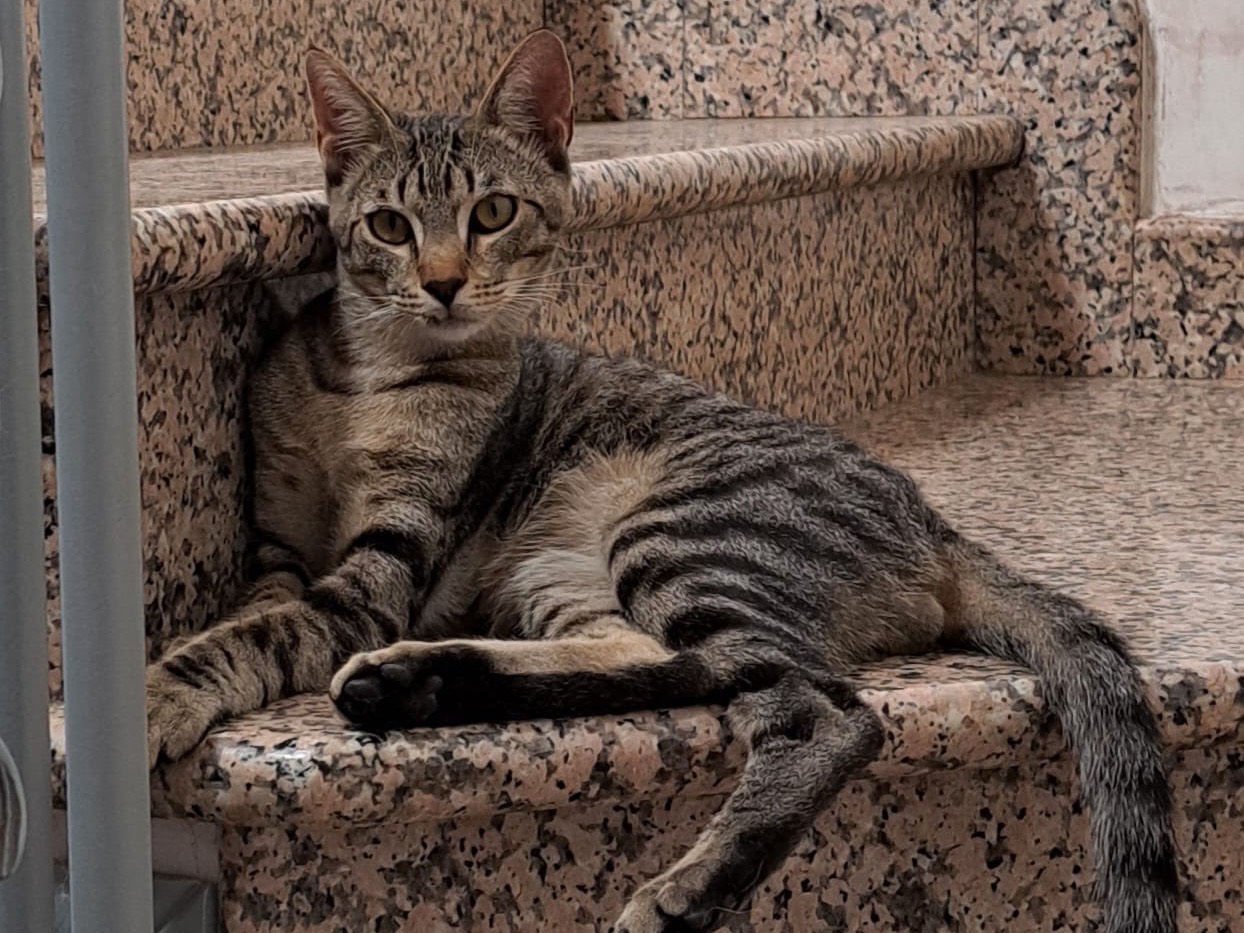 Adozione gatto, maschio, Razza sconosciuta Razza sconosciuta, 8 mesi, taglia non valida, Lecco