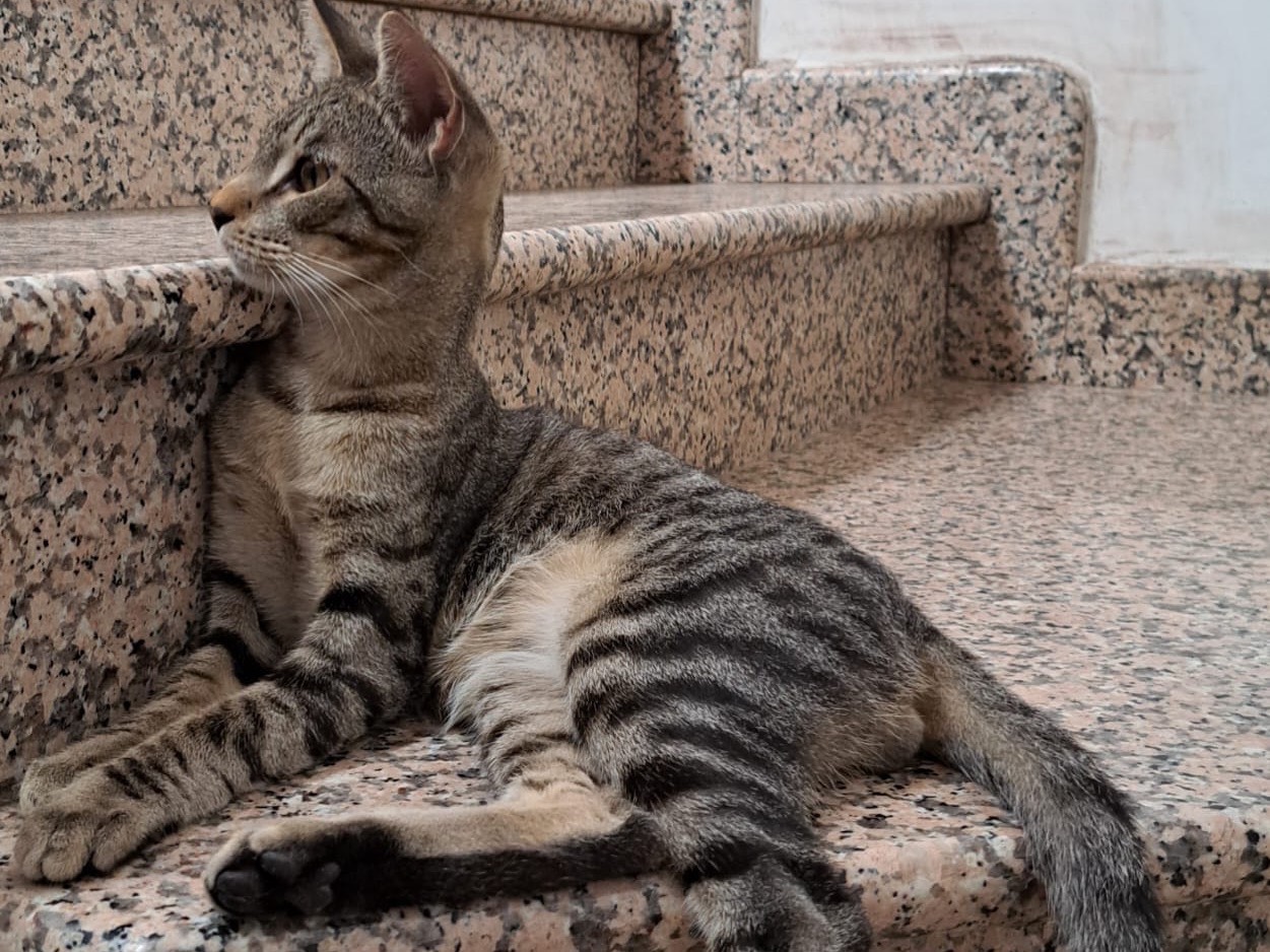 Adotta un gatto, taglia non valida, maschio, Lecco