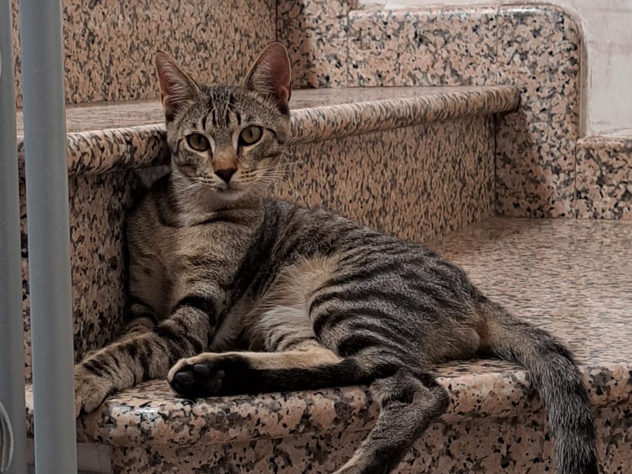 Adozione gatto, maschio, Razza sconosciuta Razza sconosciuta, 8 mesi, taglia non valida, Lodi