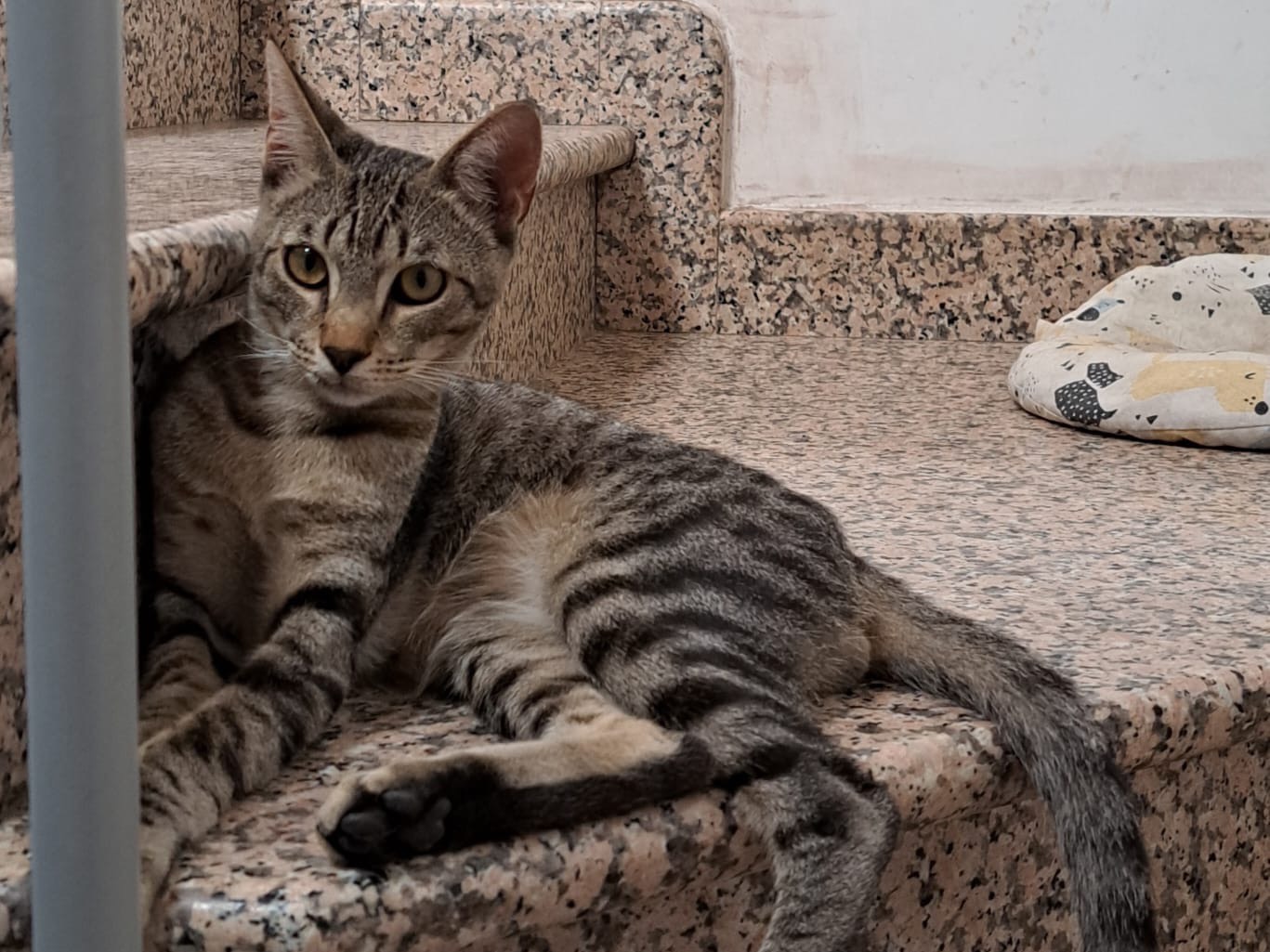 Adotta un gatto, taglia non valida, maschio, Lodi