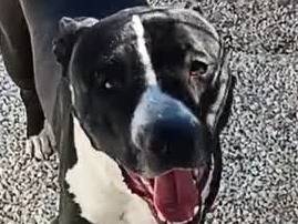 Vuoi adottare un cane a Padova?