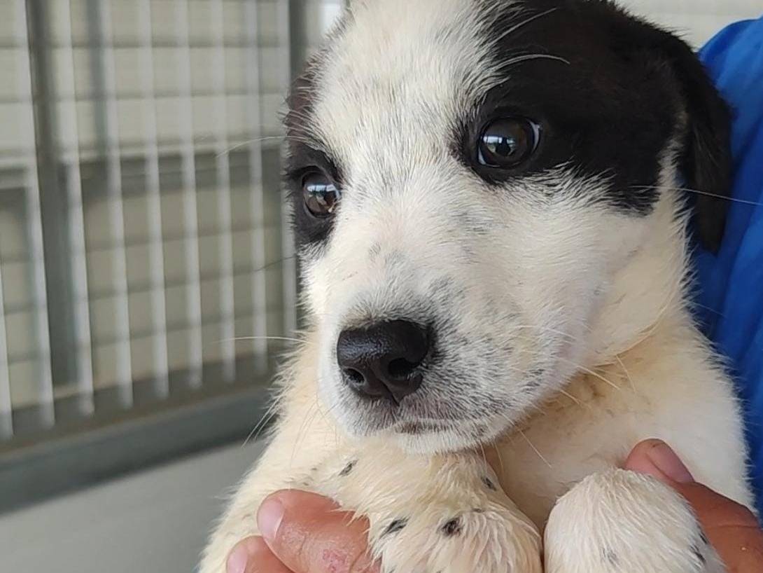 Adozione cane, femmina, Razza sconosciuta Razza sconosciuta, 2 mesi, taglia media contenuta, Palermo