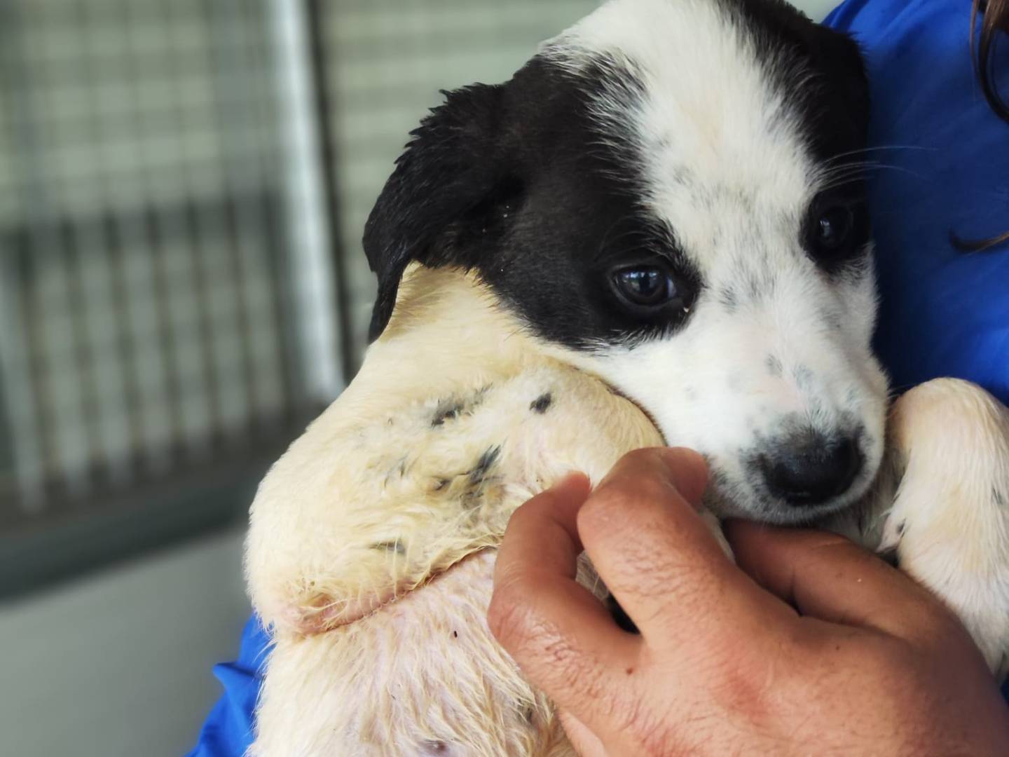 Adotta il cane Pollon a Palermo