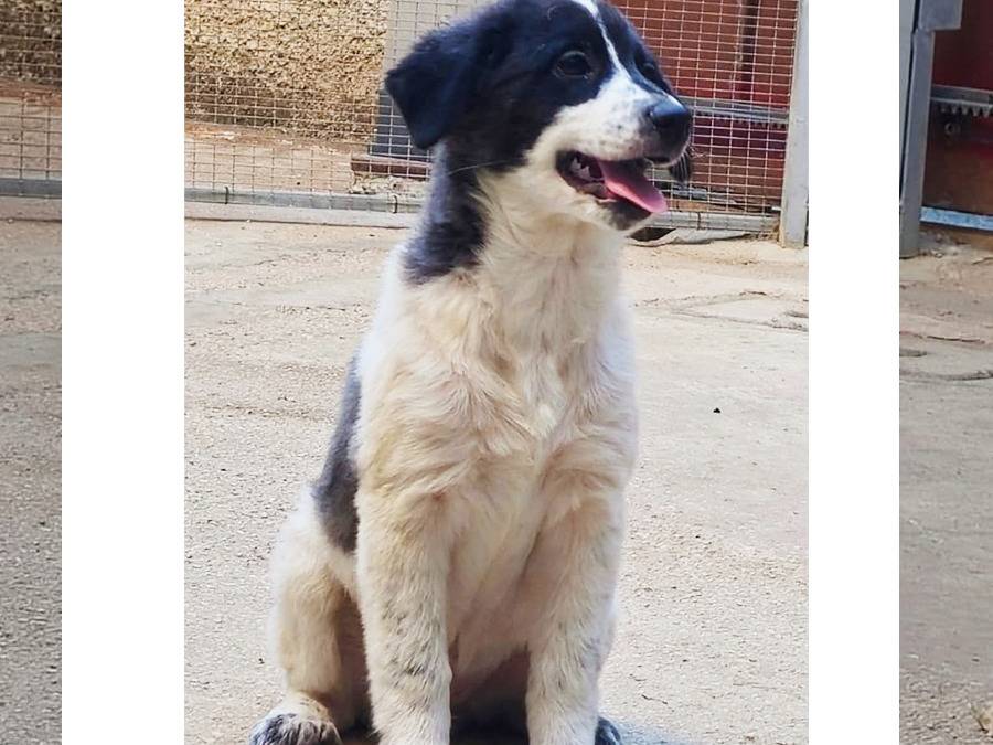 Adozione cane, maschio, Razza sconosciuta Razza sconosciuta, 4 mesi, taglia media, Trapani