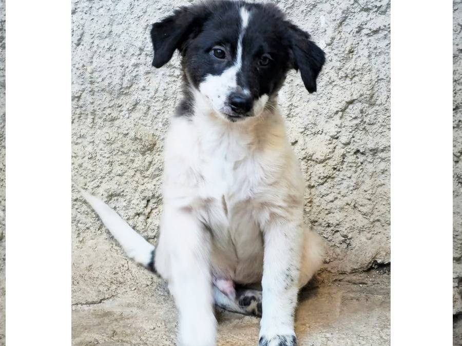 Adotta un cane, taglia media, maschio, Trapani