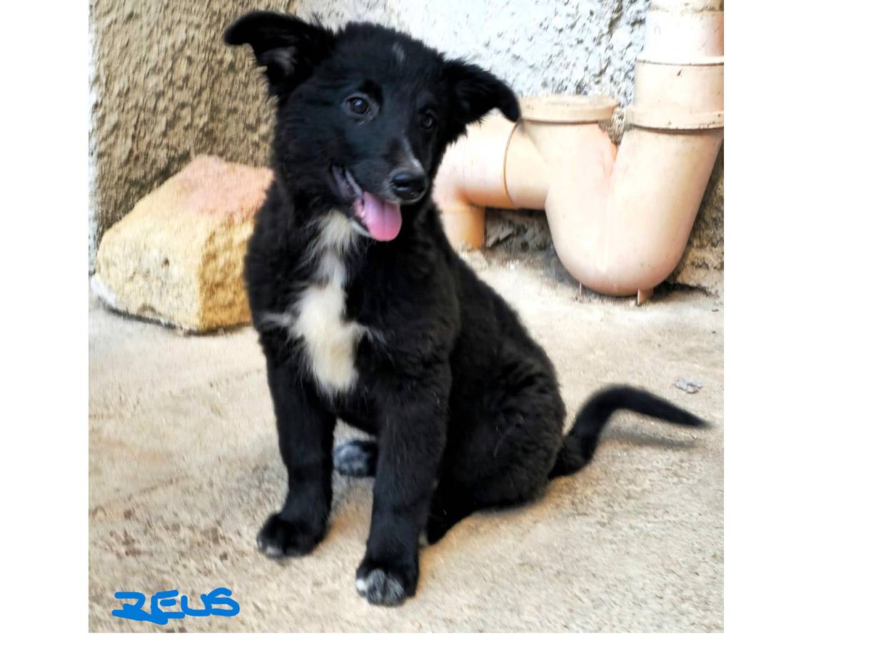 Vuoi adottare un cane a Trapani?