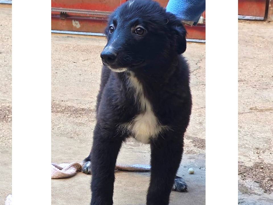 Adotta il cane Argo a Trapani