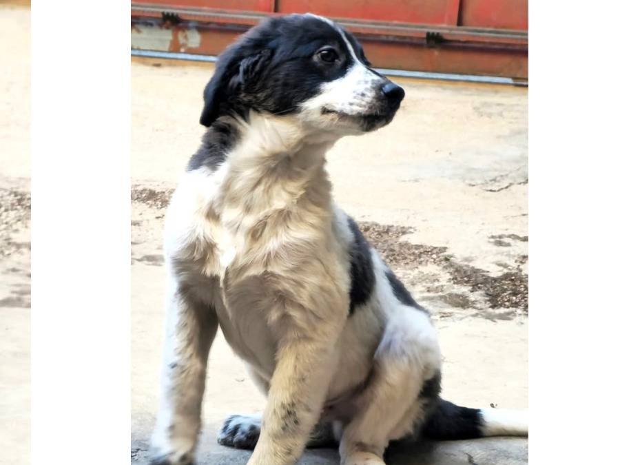 Vuoi adottare un cane a Trapani?