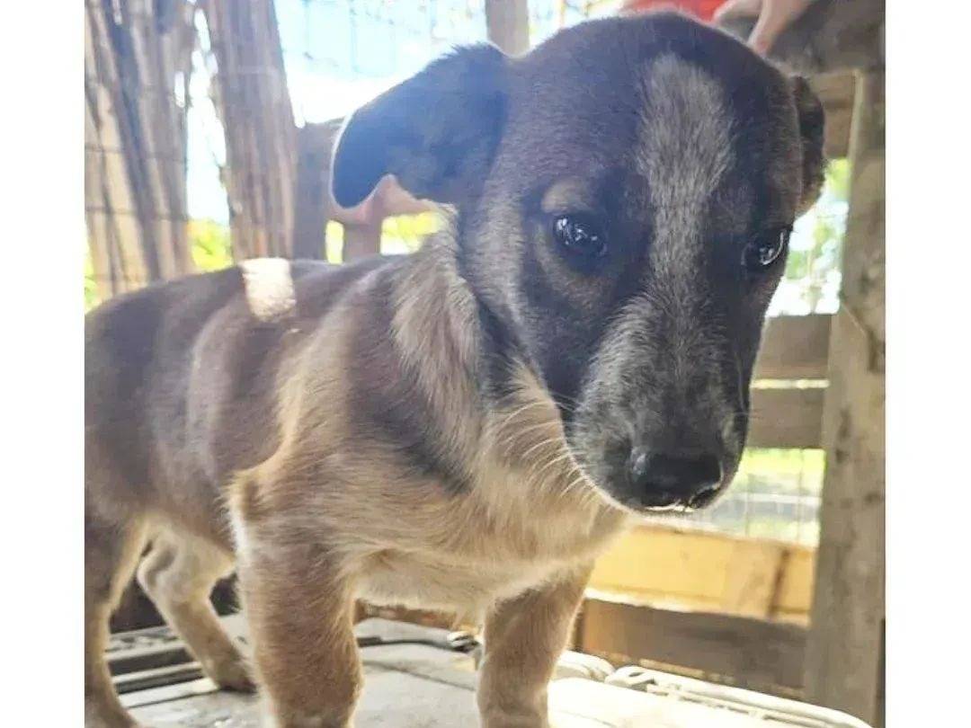 Adozione cane, femmina, Razza sconosciuta Razza sconosciuta, 5 mesi, taglia media contenuta, Avellino