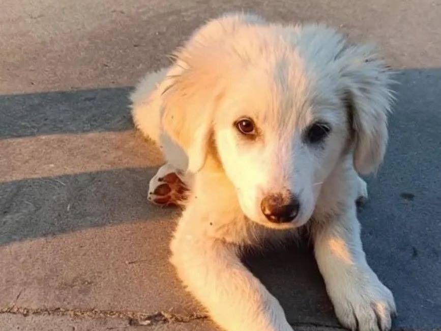 Adozione cane, femmina, Razza sconosciuta Razza sconosciuta, 3 mesi, taglia media, Avellino