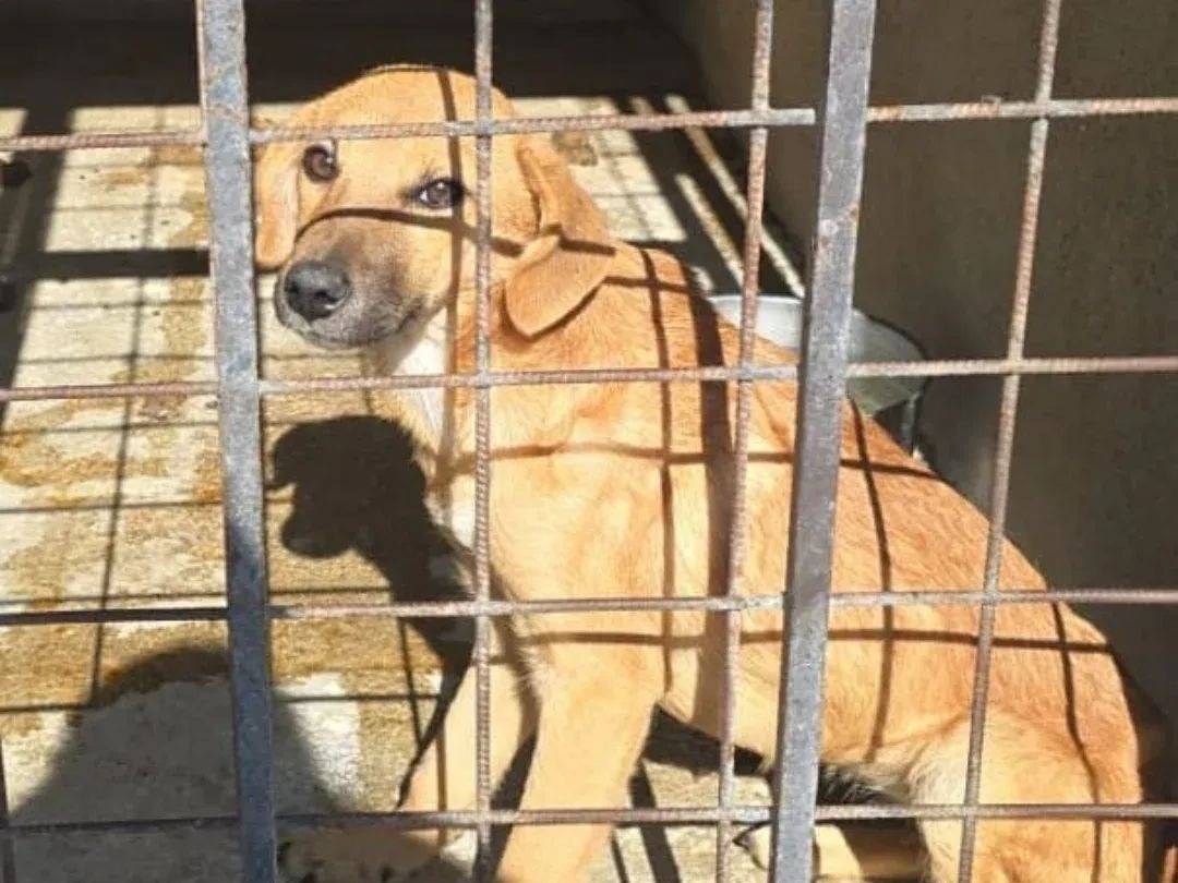 Adozione cane, femmina, Razza sconosciuta Razza sconosciuta, 7 mesi, taglia media contenuta, Avellino