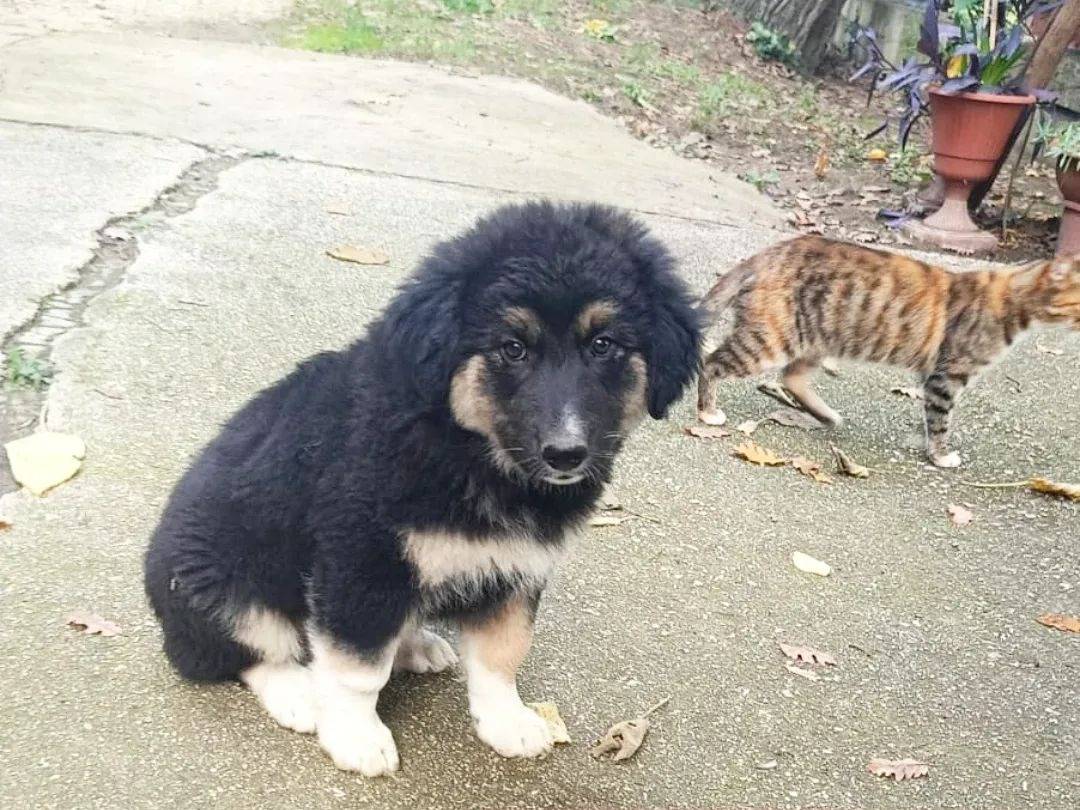 Adozione cane, maschio, Razza sconosciuta Razza sconosciuta, 2 mesi, taglia grande, Avellino