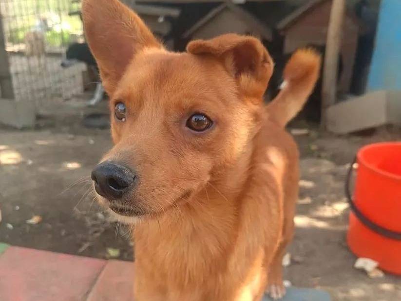 Adozione cane, maschio, Razza sconosciuta Razza sconosciuta, 3 anni e 7 mesi, taglia piccola, Avellino