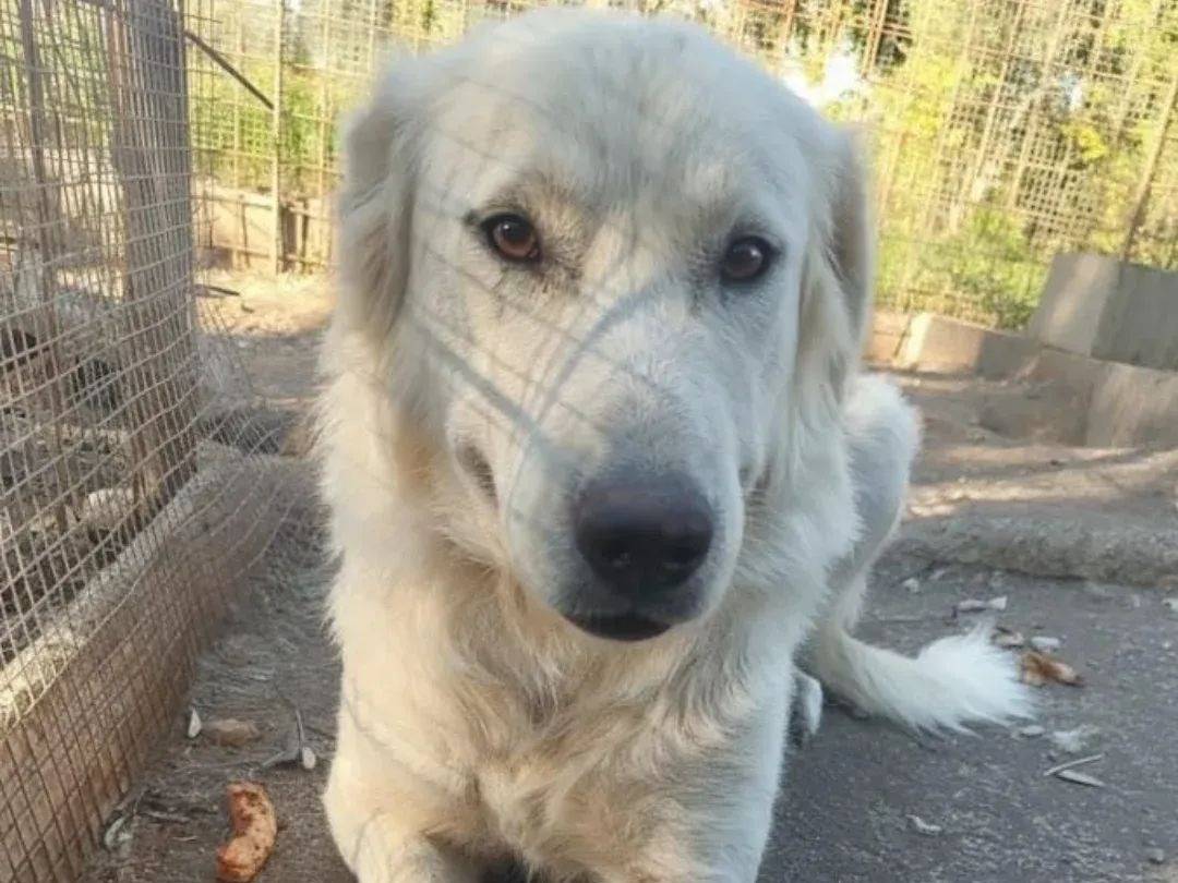 Adozione cane, femmina, Pastore maremmano Golden Retriever, 3 anni e 1 mese, taglia grande, Avellino