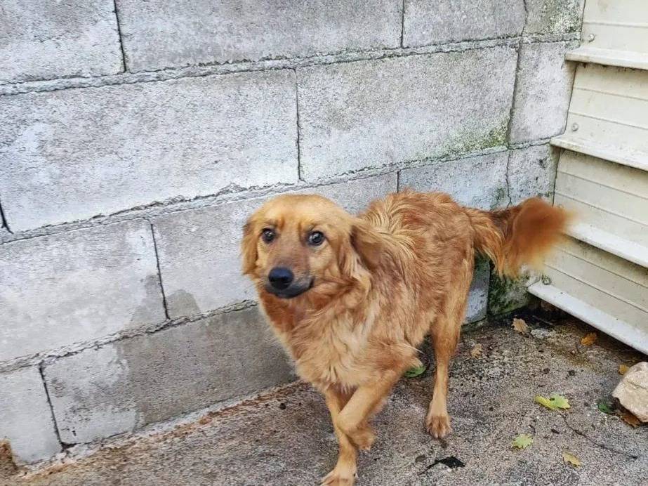 Adozione cane, maschio, Razza sconosciuta Razza sconosciuta, 3 anni e 1 mese, taglia piccola, Avellino
