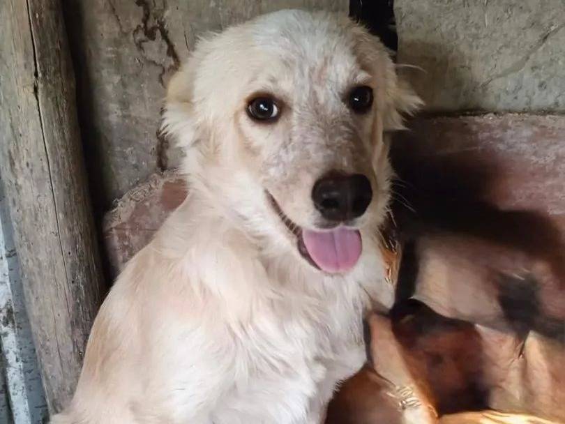 Adozione cane, maschio, Razza sconosciuta Razza sconosciuta, 5 mesi, taglia media, Avellino