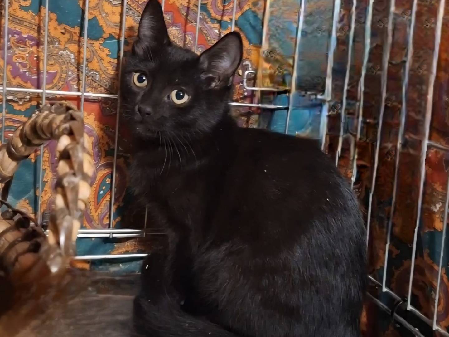 Adozione gatto, maschio, Razza sconosciuta Razza sconosciuta, 7 mesi, taglia non valida, Potenza