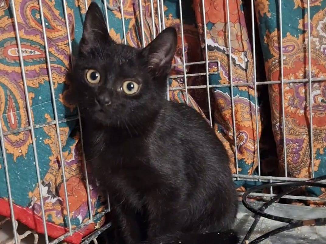 Adotta un gatto, taglia non valida, maschio, Potenza