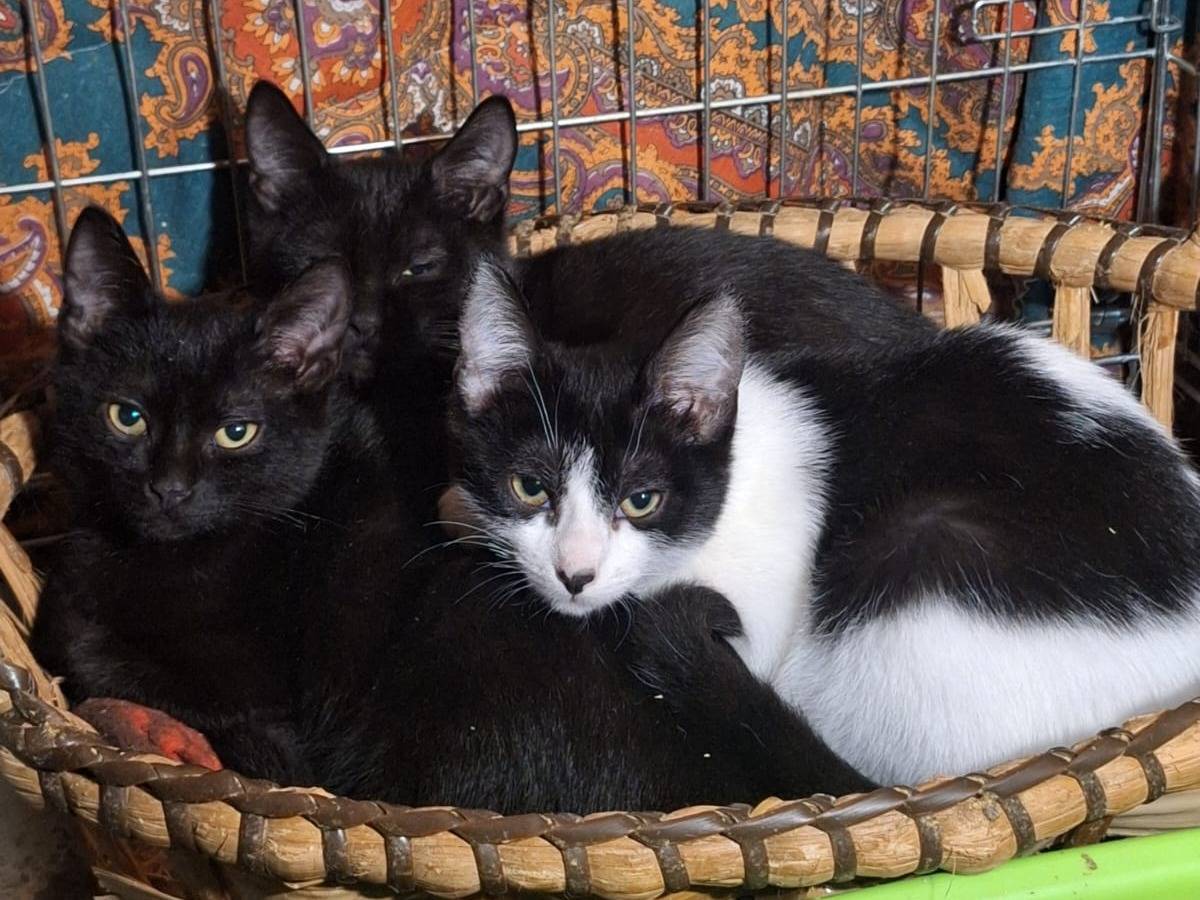 Adotta il gatto TEO a Potenza