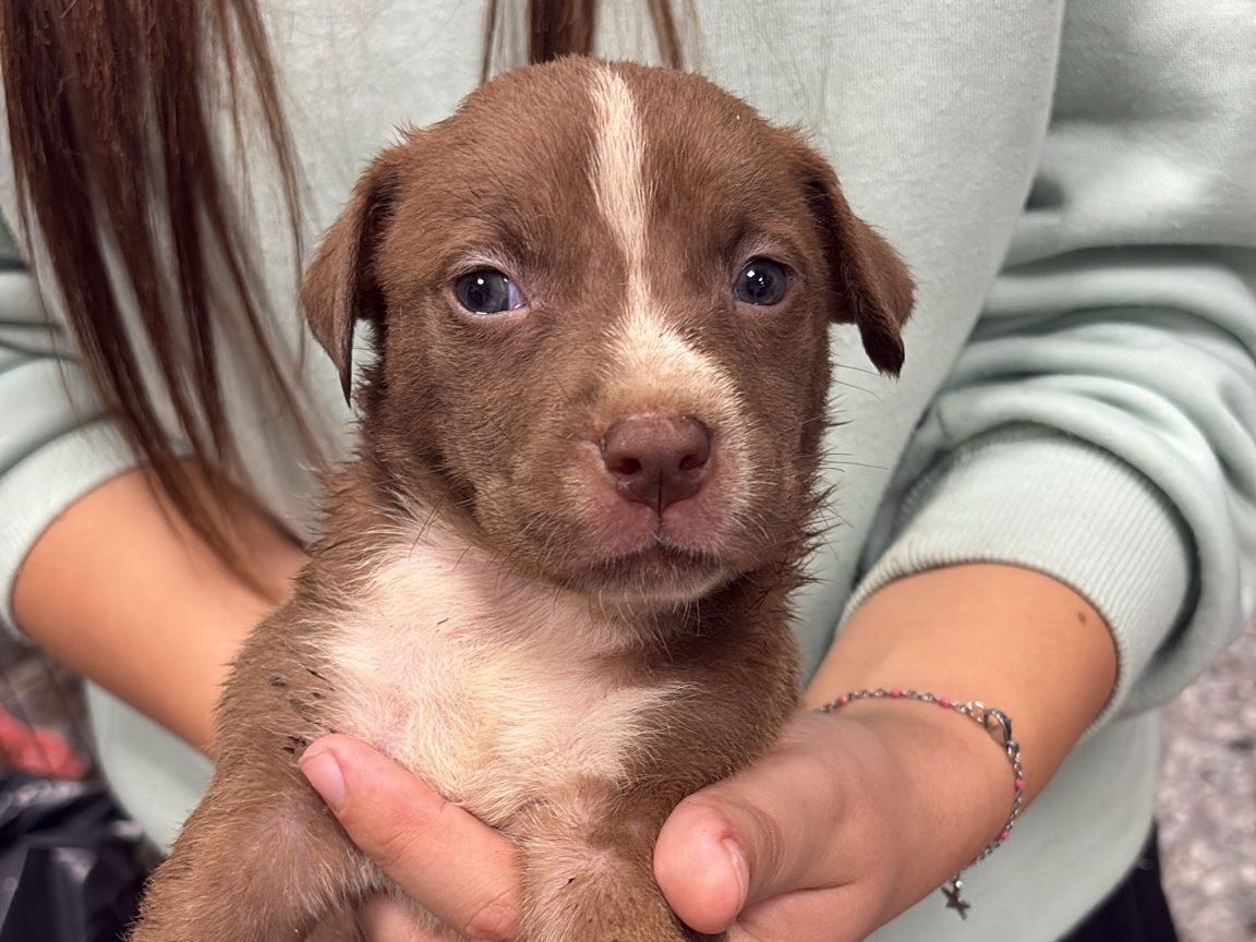 Adozione cane, maschio, Pitbull Razza sconosciuta, 1 mesi, taglia media, Roma