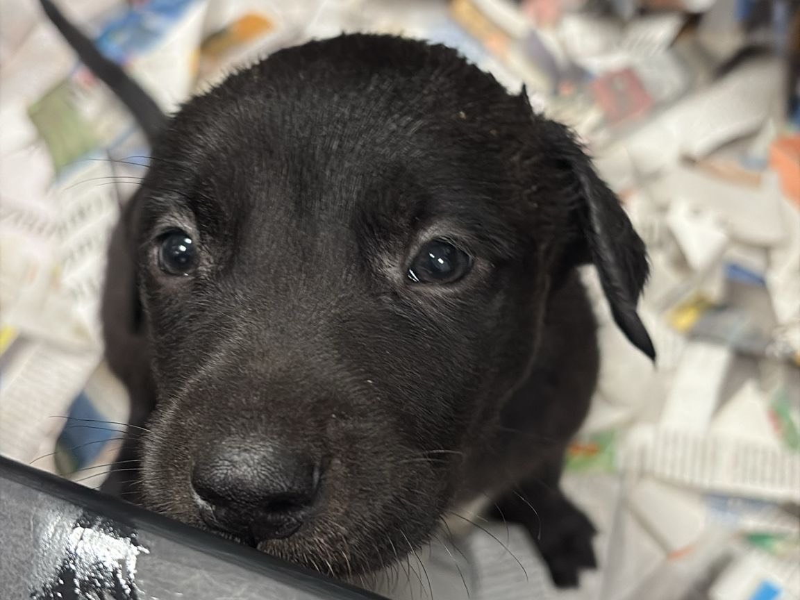 Adozione cane, maschio, Pitbull Razza sconosciuta, 1 mesi, taglia media, Roma