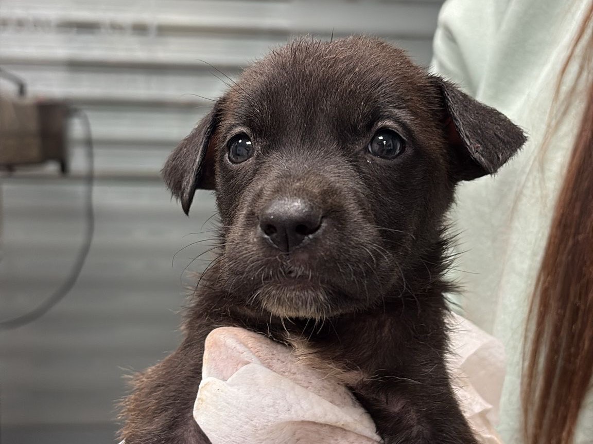 Adozione cane, femmina, Pitbull Razza sconosciuta, 1 mesi, taglia media, Roma