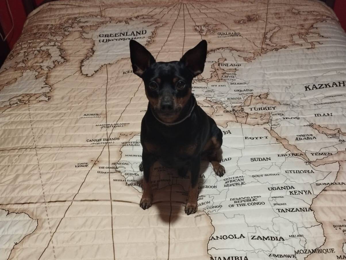 Adotta un cane, taglia piccola, maschio, Verona