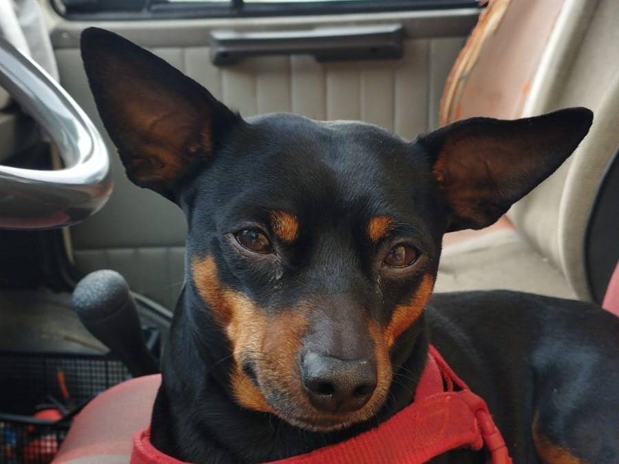 Vuoi adottare un cane a Verona?