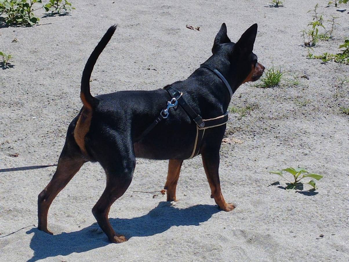 Adotta il cane AARON a Verona