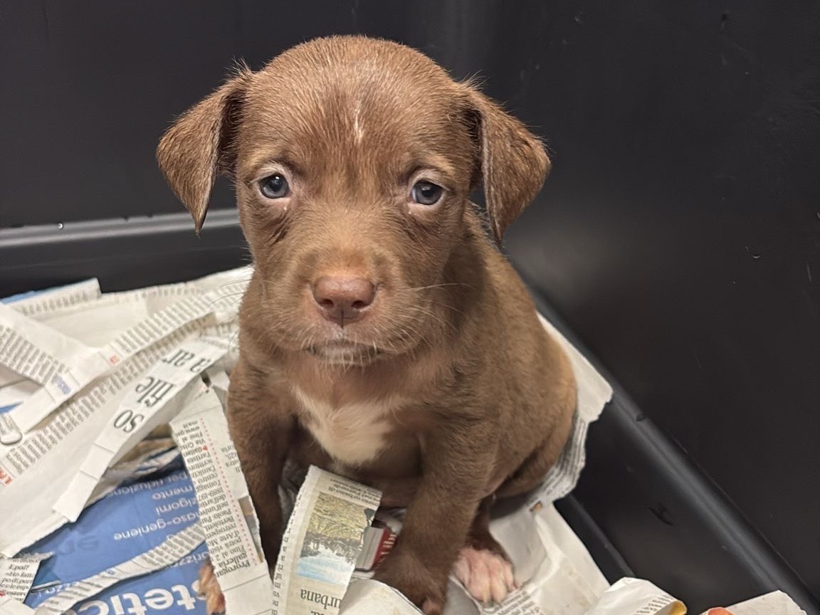 Adozione cane, femmina, Pitbull Razza sconosciuta, 1 mesi, taglia media, Roma