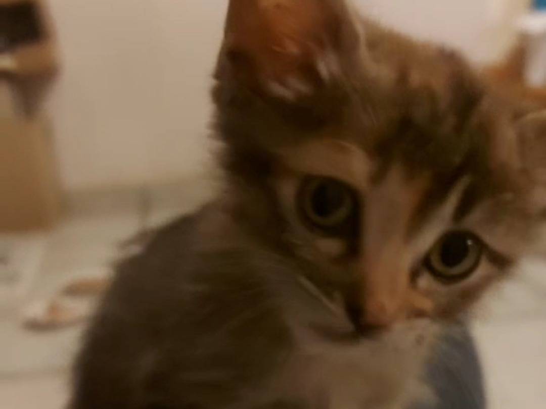 Adozione gatto, femmina, Razza sconosciuta Razza sconosciuta, 2 mesi, taglia non valida, Asti