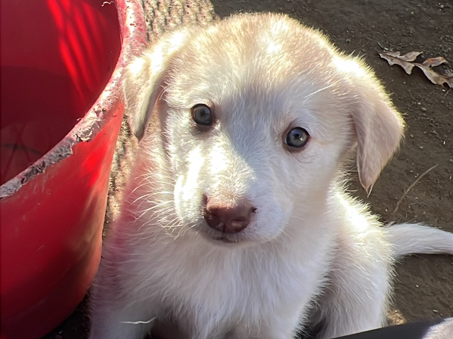 Adozione cane, femmina, Siberian Husky Razza sconosciuta, 2 mesi, taglia media, Roma