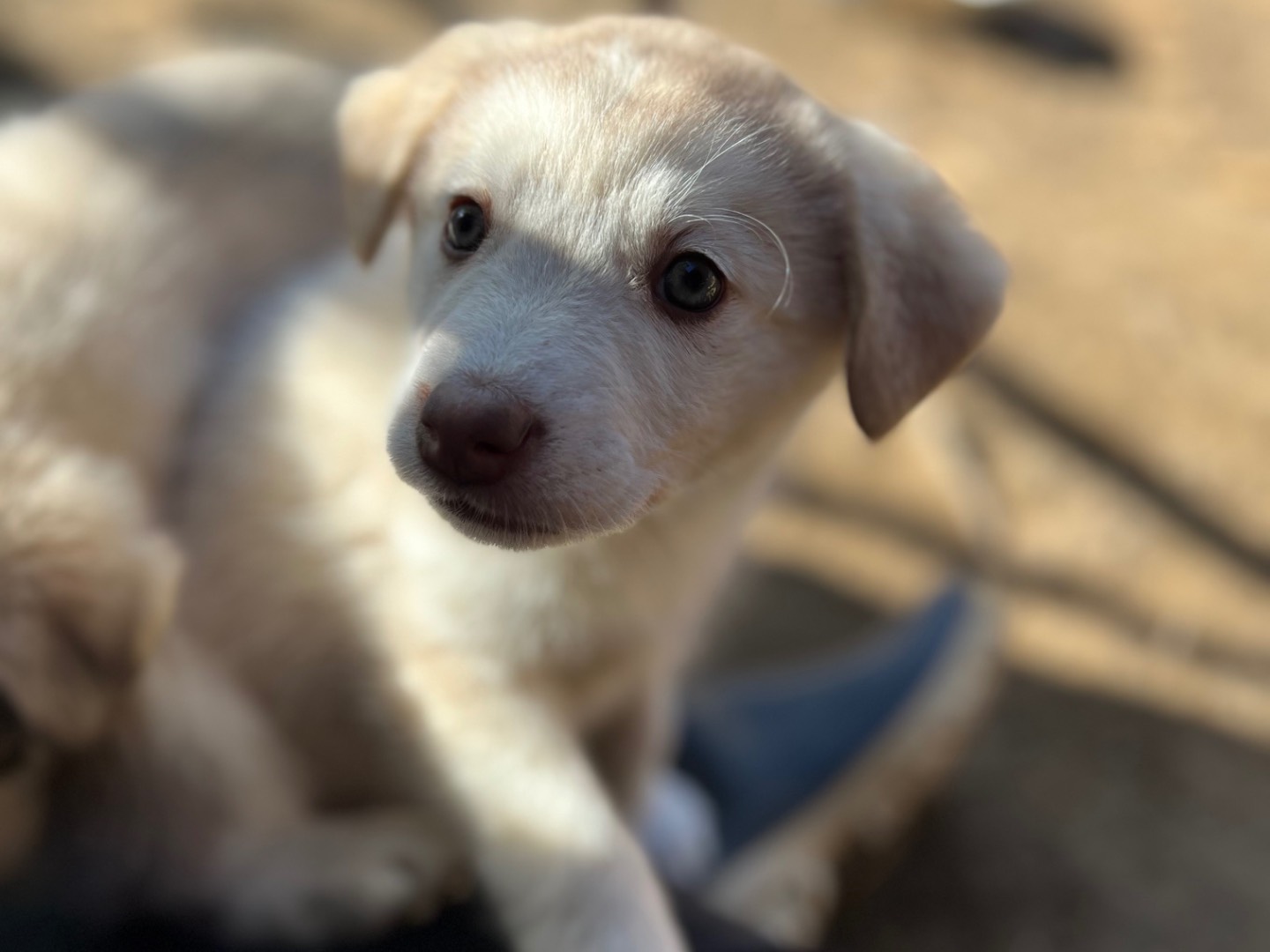 Adotta un cane, taglia media, femmina, Roma