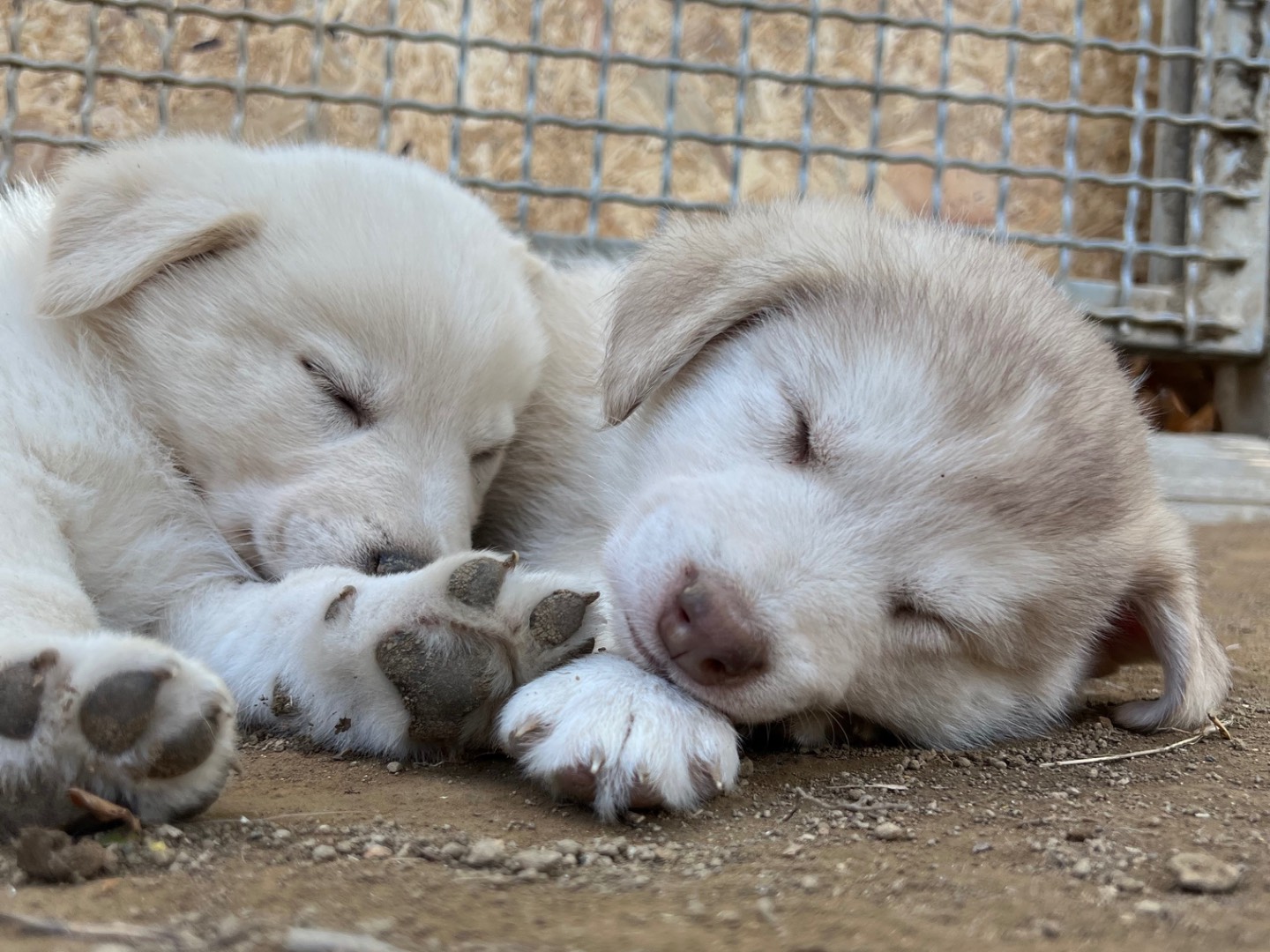 Vuoi adottare un cane a Roma?