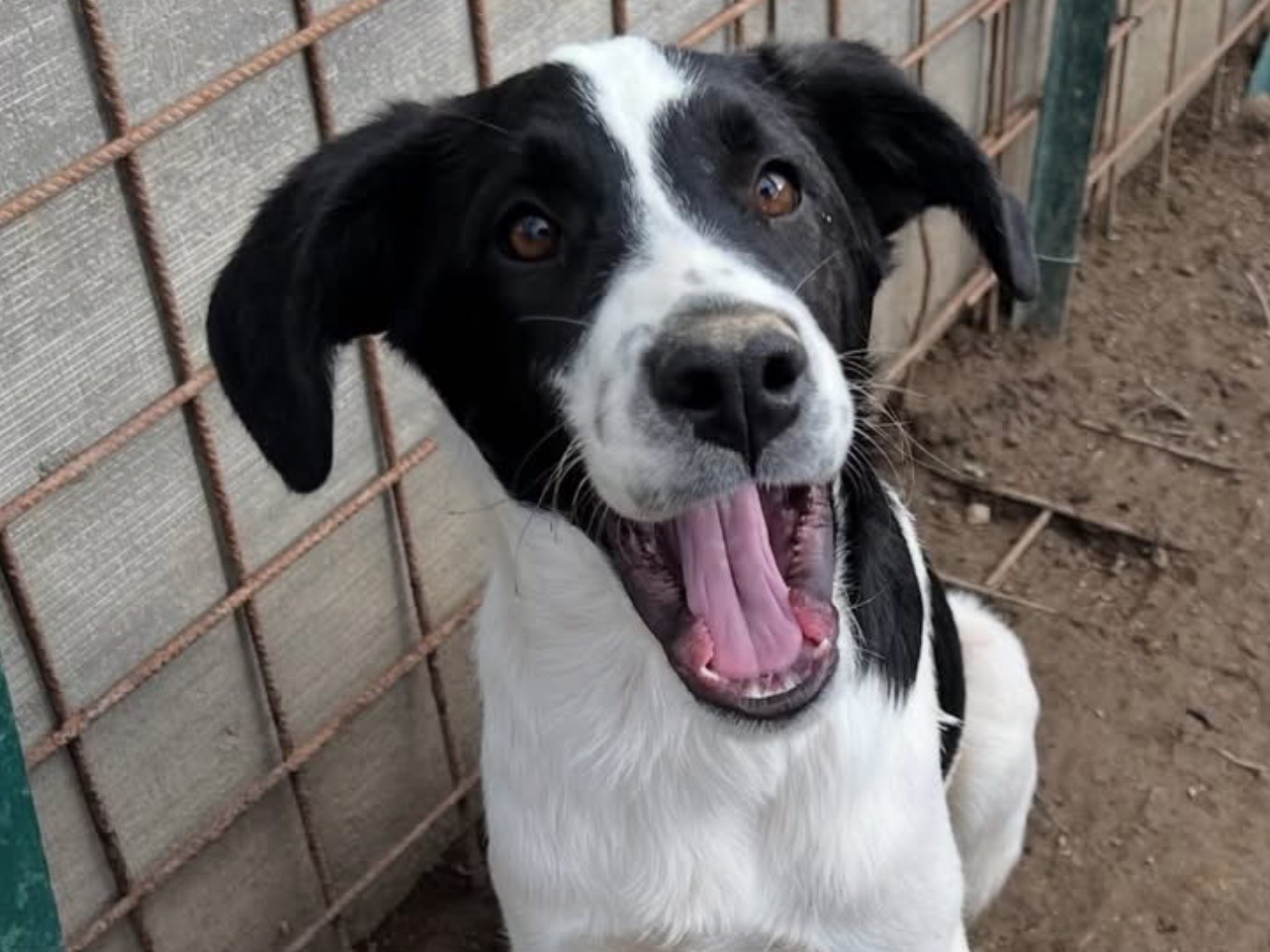 Adozione cane, maschio, Pointer Border Collie, 6 mesi, taglia media, Viterbo