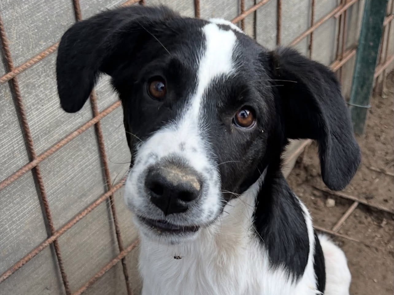 Adotta un cane, taglia media, maschio, Viterbo