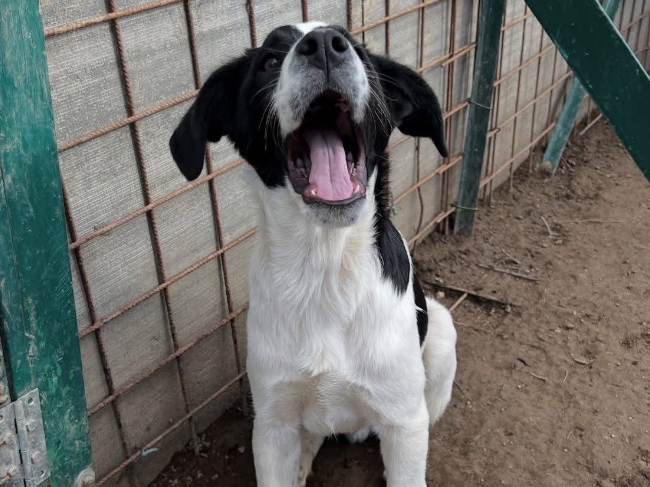 Adotta il cane Jerry a Viterbo