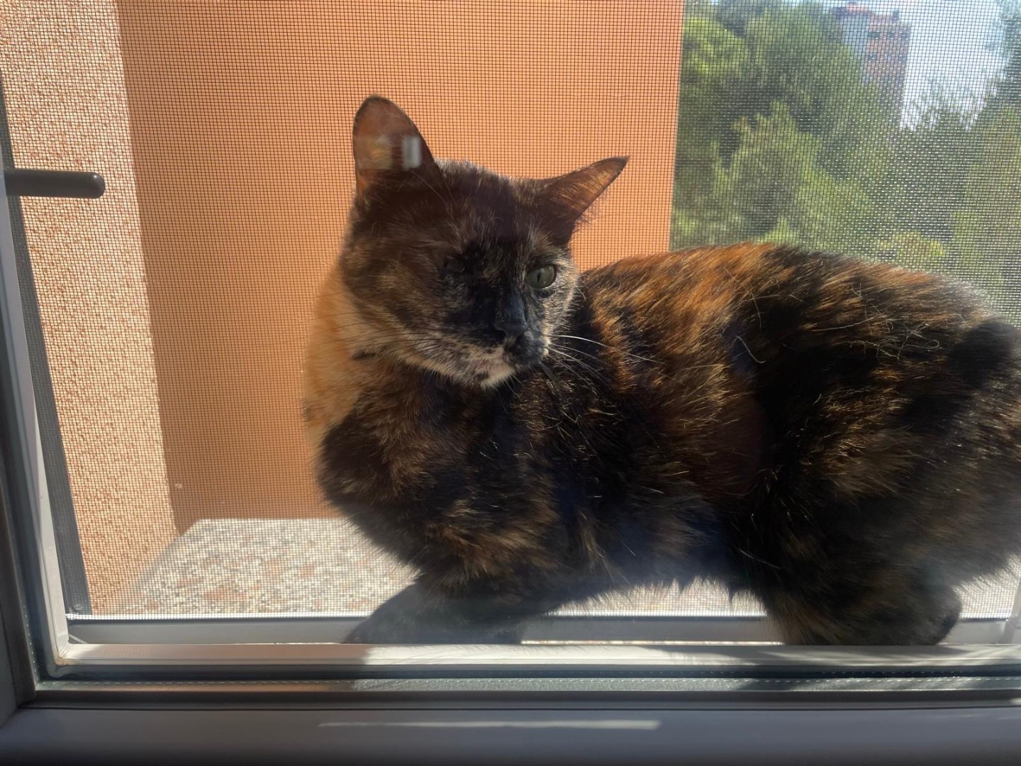 Adozione gatto, femmina, Razza sconosciuta Razza sconosciuta, 2 anni, taglia non valida, Milano