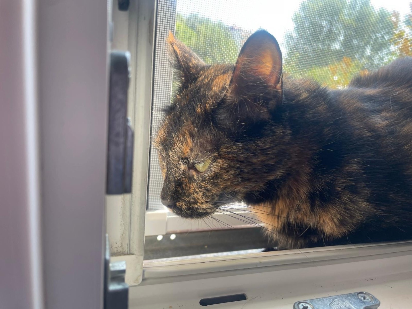 Adotta un gatto, femmina, 2 anni, Milano