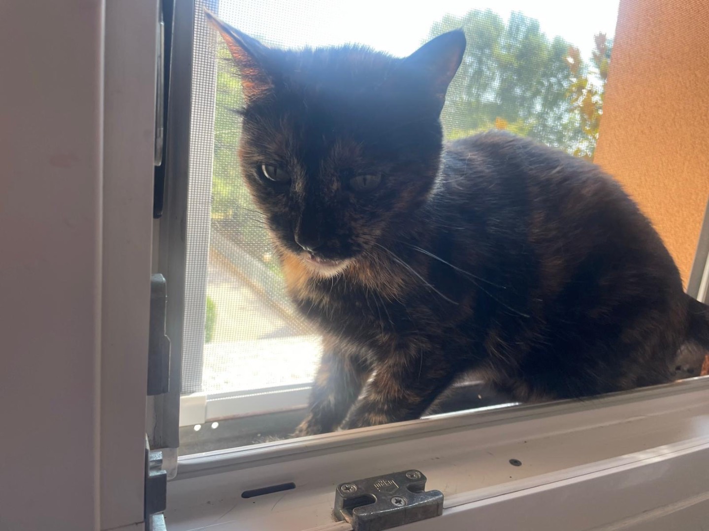 Adotta un gatto, taglia non valida, femmina, Milano