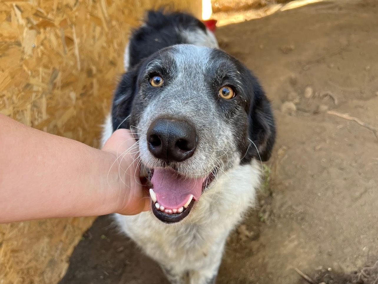 Adozione cane, femmina, Pastore maremmano Pastore australiano, 3 anni e 6 mesi, taglia grande, Viterbo