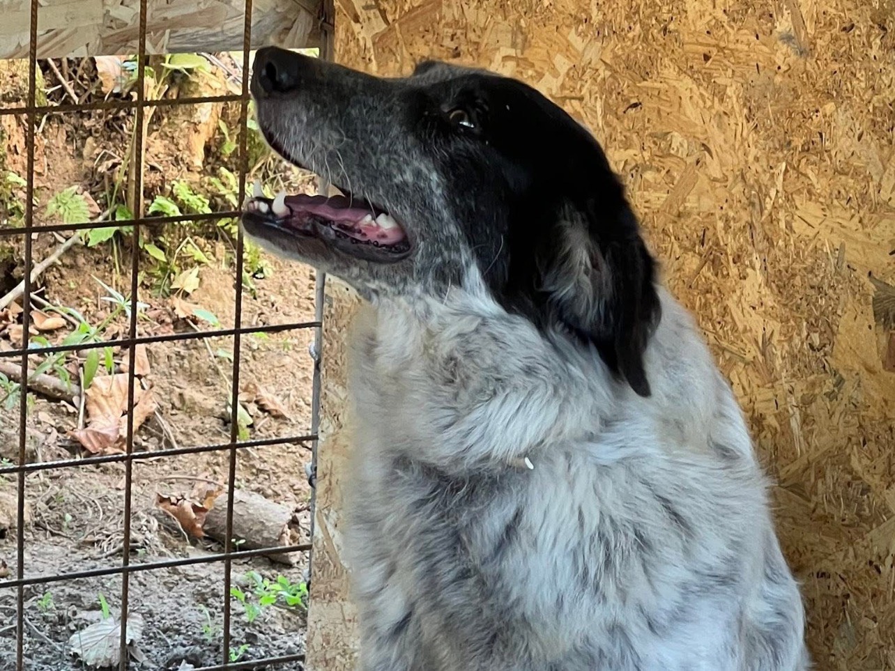 Adotta un cane, taglia grande, femmina, Viterbo