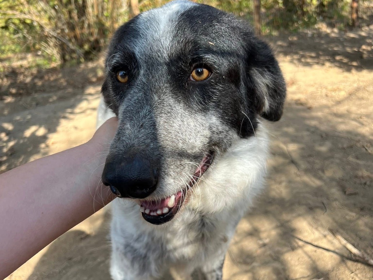 Vuoi adottare un cane a Viterbo?