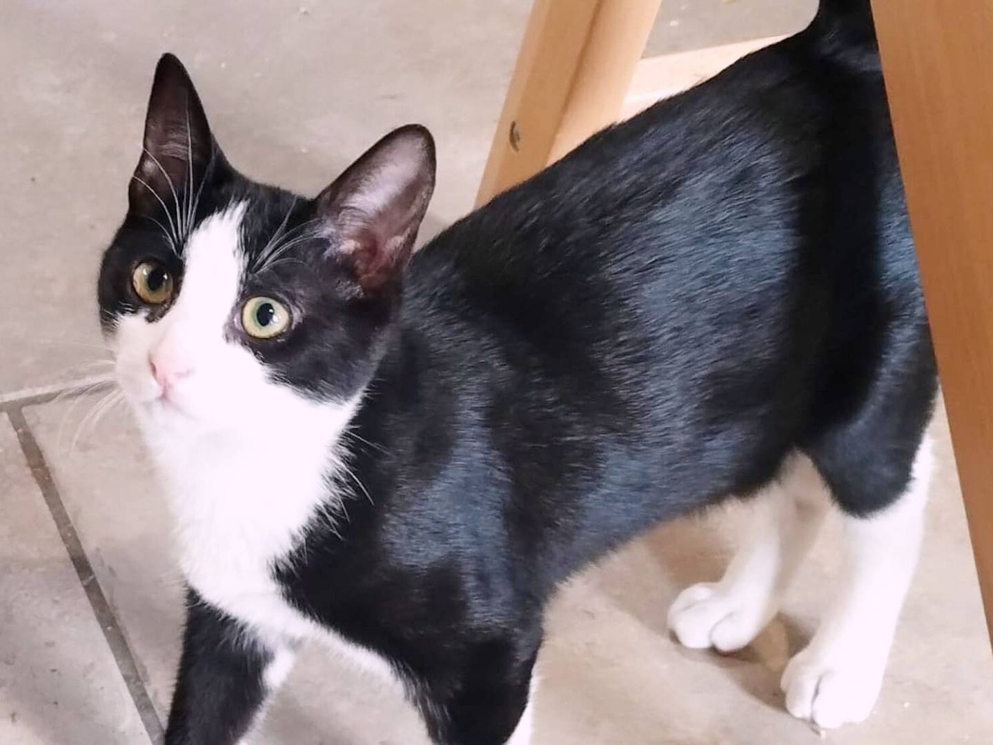 Adozione gatto, femmina, Razza sconosciuta Razza sconosciuta, 4 mesi, taglia non valida, Asti